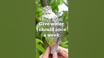 🌱 Grow Lychee Trees FAST with This ONE Simple Trick! 🍈 (Guaranteed Results!) #greenworld