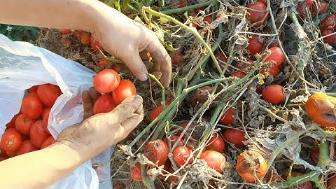 Đi mót cà chua ở Trung Quốc dự trữ cho mùa đông sắp đến•Tập 188