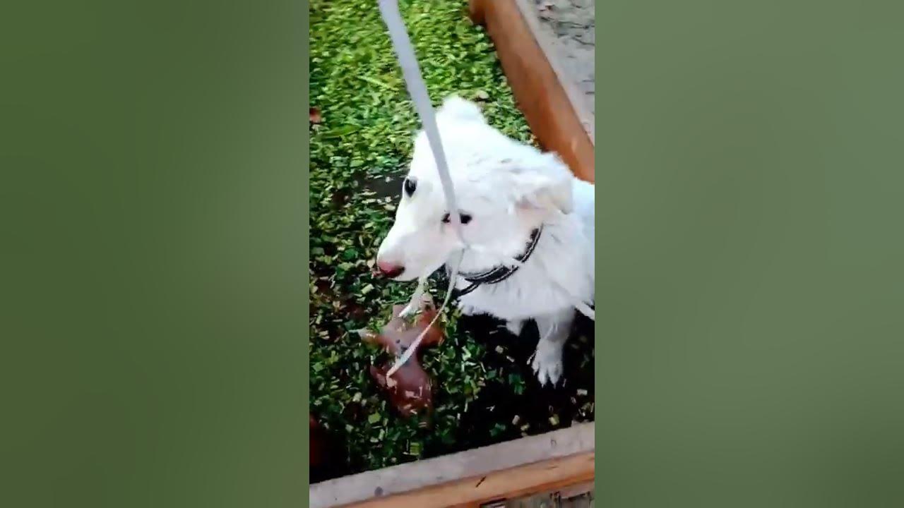 Pista Dog White Pista Dog White Russian Dog Pista Dog In Playing Mood pista-dog-white-pista-dog-white-russian-dog-pista-dog-in-playing-mood