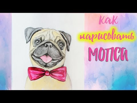 Видео: Как да нарисувате мопс