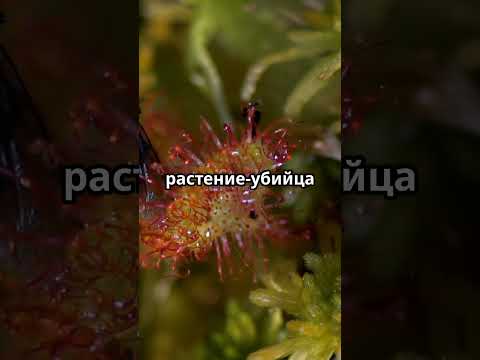 Росянка: растение, которое ест быстрее паука!