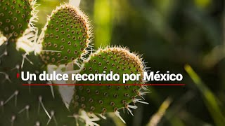 ¡Lo mejor de 2023! Carolina Rocha recorrió México para mostrar su belleza y también sus problemas