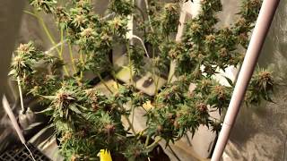 tent 2 ninja fruit flowering day 42
