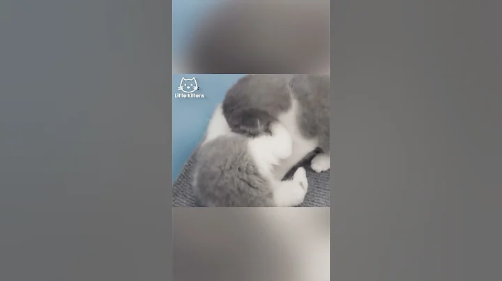 Watch the video about Adorable Kitten Playtime