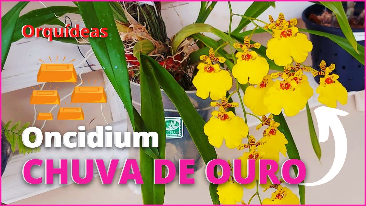 Orquídea CHUVA DE OURO - Oncidium Aloha Iwanaga / Floração e Dicas de  Cultivo 😍 - thptnganamst.edu.vn