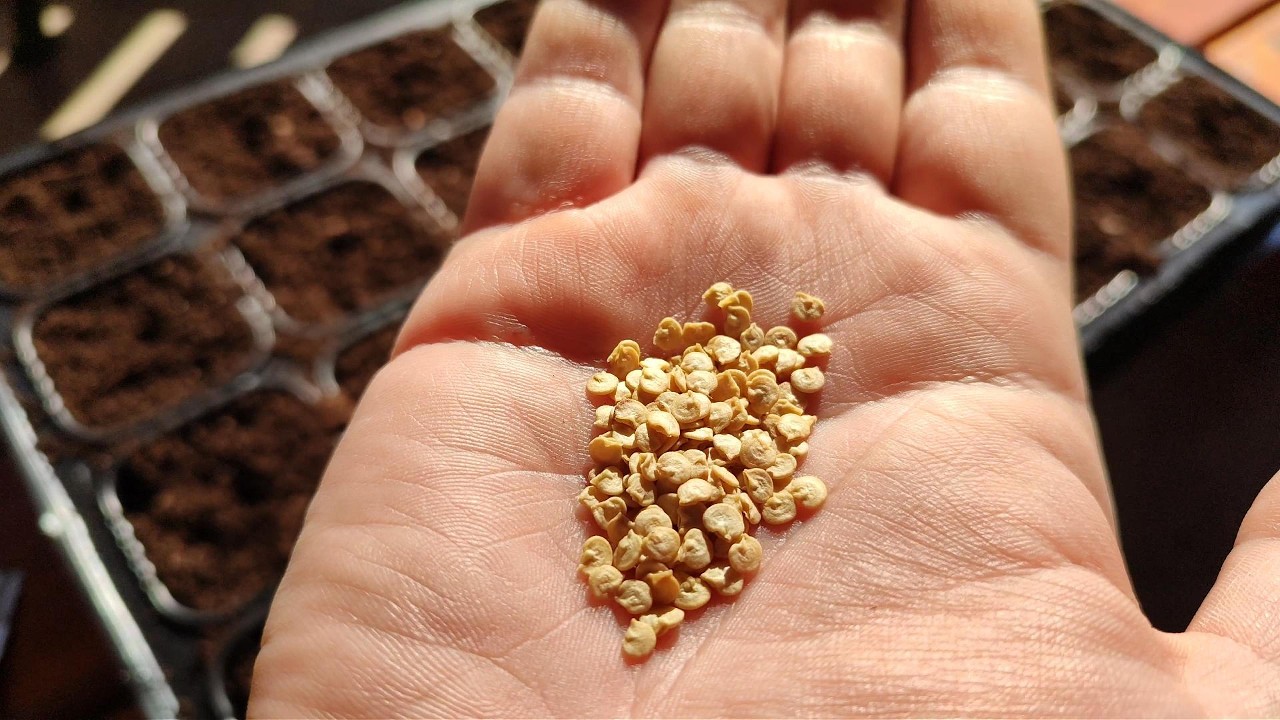 Siew papryki krok po kroku 🌶️ Jak zrobić mocną rozsadę od samego początku