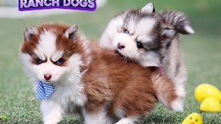 Tiny Pomskies, BIG Personalities 🐾 (Dally, Dutton & Denver Steal the Show!)