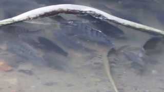 1040812東湖內溝溪中游吳郭魚