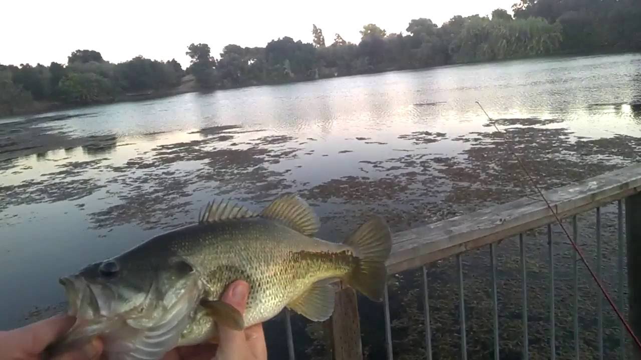 Bass Fishing Niles Pond In Fremont Ca Youtube bass fishing niles pond in fremont ca