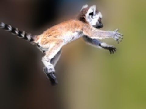 They Bounce Lemur And Bush Baby Youtube