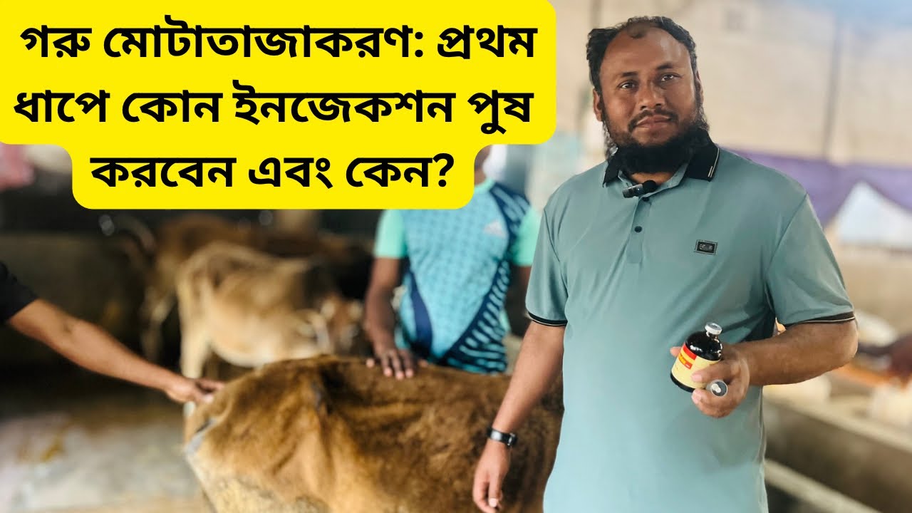 গরু মোটাতাজাকরণ: প্রথম ধাপে কোন ইনজেকশন পুষ করবেন এবং কেন?