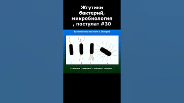 Жгутики бактерий, микробиология, постулат #30, #shorts