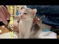 お腹が空いたらモンスターになる子猫がお腹いっぱいになったらこの表情