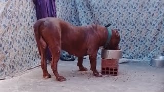 Pitbull American  Dog #lekthebestkennel