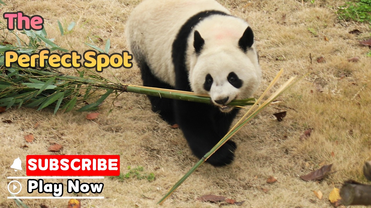 Только VIP-места в этом уютном месте в Bamboo Bistro | iPanda