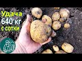 Удача в жарком климате от посадки до урожая 🥔 Выращивание картофеля 🌿 Опыт Гордеевых