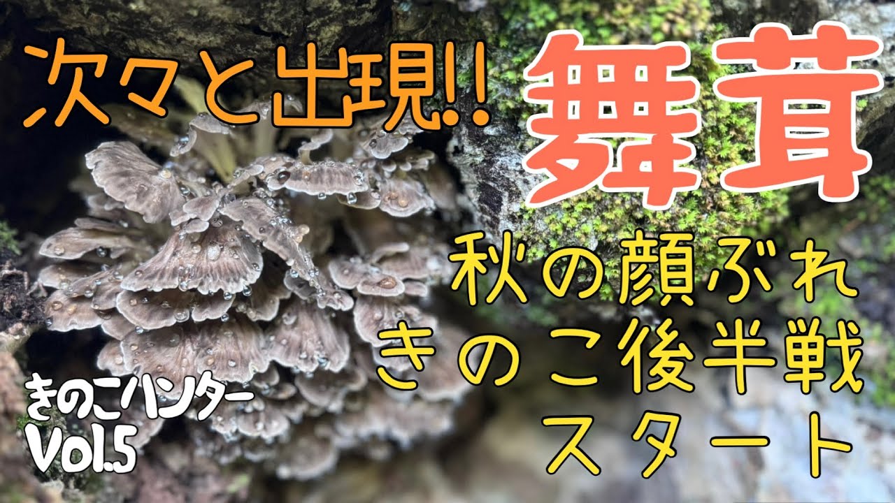 舞茸次々と出現！！〜秋の顔ぶれきのこ後半戦スタート〜