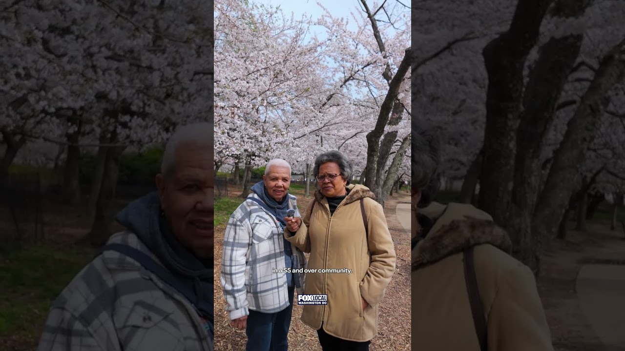 Cherry Blossoms in Washington, DC