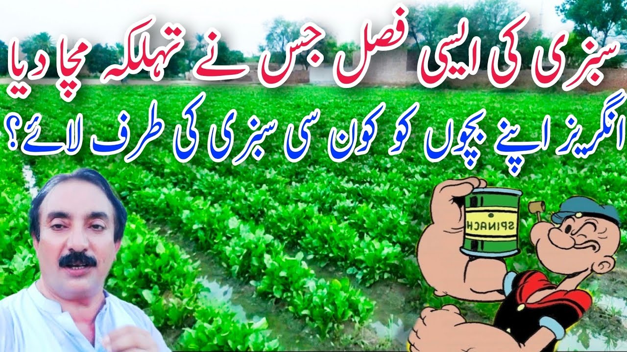 سبزی کی ایسی فصل جس نے تہلکہ مچا دیا|انگریز30سال پہلےاپنے بچوں کواس سبزی کیطرف لےآئے