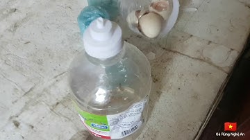 Thuần hóa và nuôi dưỡng gà rừng rặt sinh sản.