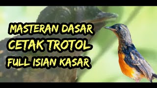 Download Lagu Masteran murai batu full isian, masteran cetak murai batu trotol full isian kasar MP3