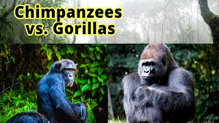 Chimpanzees vs. Gorillas: How to Distinguish Them???