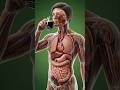 That happened when you drink coffee. #shorts #ytshorts #youtubeshorts #anatomy #3danimation #food.