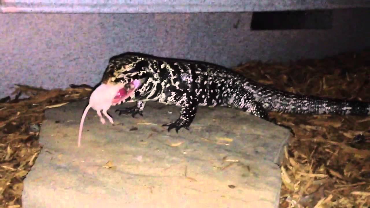 Tegu vs Rat