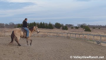 Snecom Blue - working the flag 2! - ValleyViewRanch.net