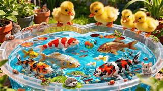 Tangkap Ikan Hias Warna-Warni Di Kolam Kecil, Ikan Mas Koki, Ikan Koi, Kura-Kura Bayi, Ikan Platy