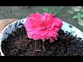 How to grow roses from cuttings flower