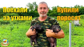 #251 Прибавление в хозяйстве. Накормили всех арбузом / Переезд в Краснодарский край