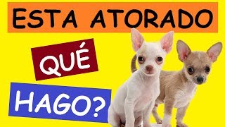 Mi Perro Tose Mucho Como Si Tuviera Algo Atorado |¿QUÉ HAGO?|