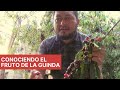 CONOCIENDO EL FRUTO DE LA GUINDA | Explorando Acobamba Huancavelica.