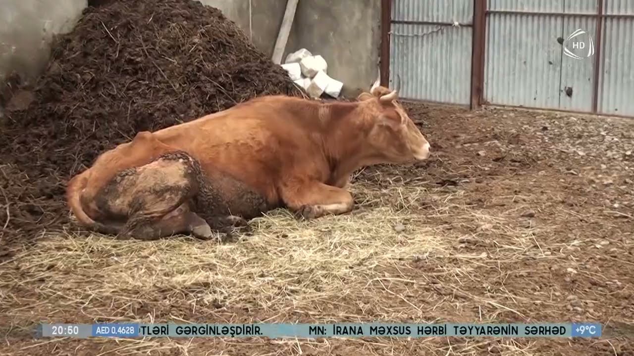 İribuynuzlu heyvanlar niyə tələf olub?