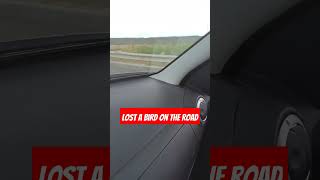 Lost a bird on the road