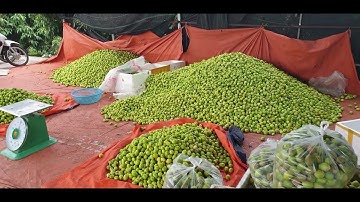 Táo, Táo Đài Loan Cuối Vụ l Núi Đồi Lục Ngạn