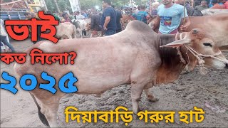 গরুর হাট জমজমাট। বেচাকেনা প্রচুর। দিয়াবাড়ি অস্থায়ী পশুর হাট ২০২৫।