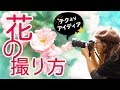 【カメラ】マクロレンズ無いけど花をホワホワな感じに撮っちゃう【インスタ】ふたたびの高松編第10話