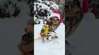 Santa Owl || Viral Video UK
