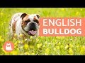 ENGLISH BULLDOG - Traits and TRAINING