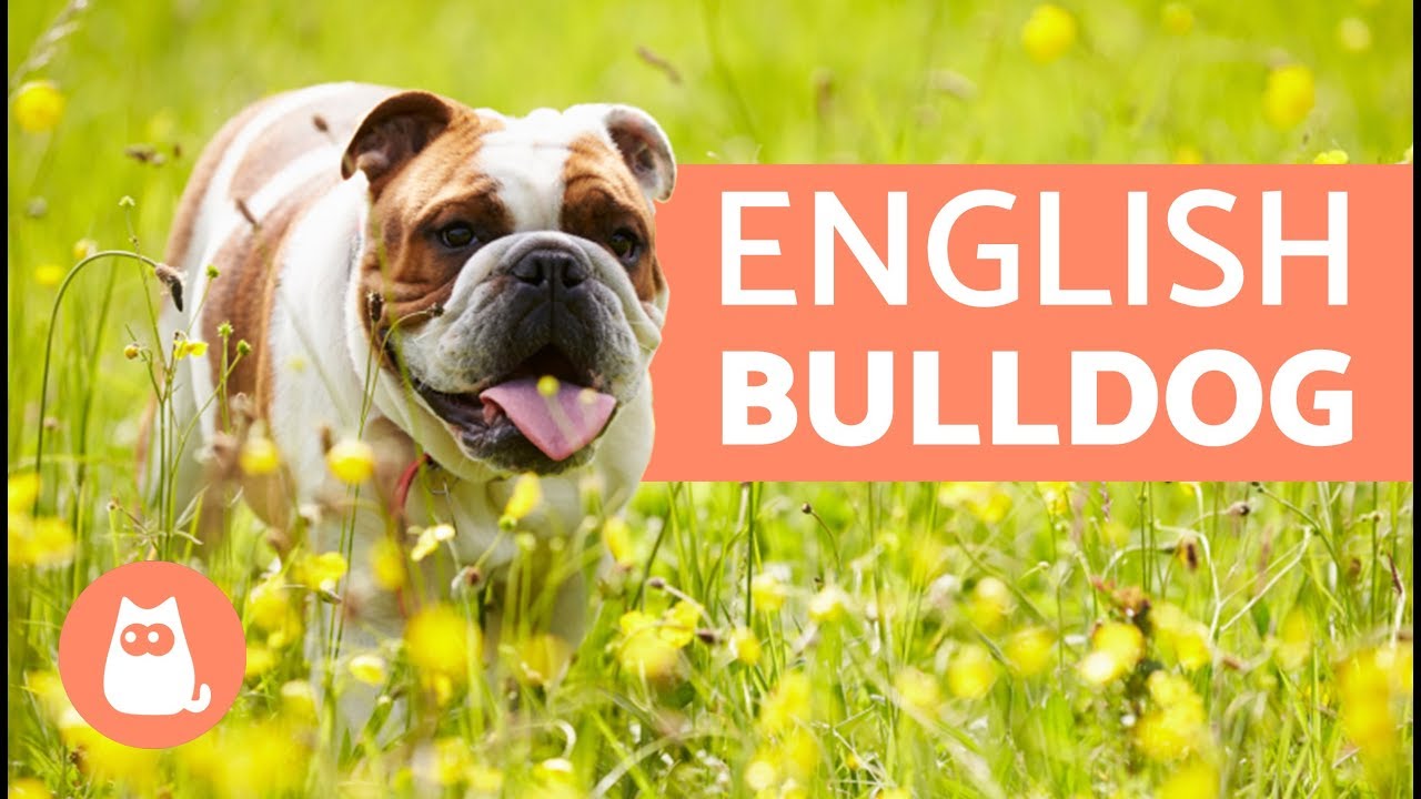 how much should a english bulldog weight at 5 months