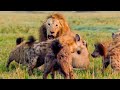 Best Lion Moments: Part 1 | Top 5 | BBC Earth