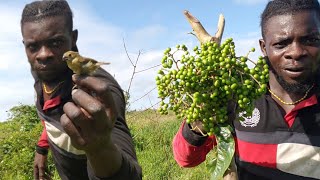 Catching Mustache Birds With Gamma Cherry And Suger Mix (Beze Hunting)