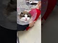 猫にとってつらすぎる直腸検査③ #マカロンdaily #ラグドール #布偶猫 #猫 #病院嫌い