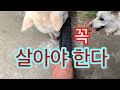 진돗개 아침방송 - 어려운 테스트 ㅋㅋ |그래도 살아야 한다 |홀로서기 인생