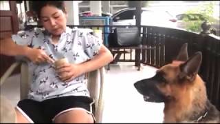 German shepherd is eating sticky rice with coconut milk