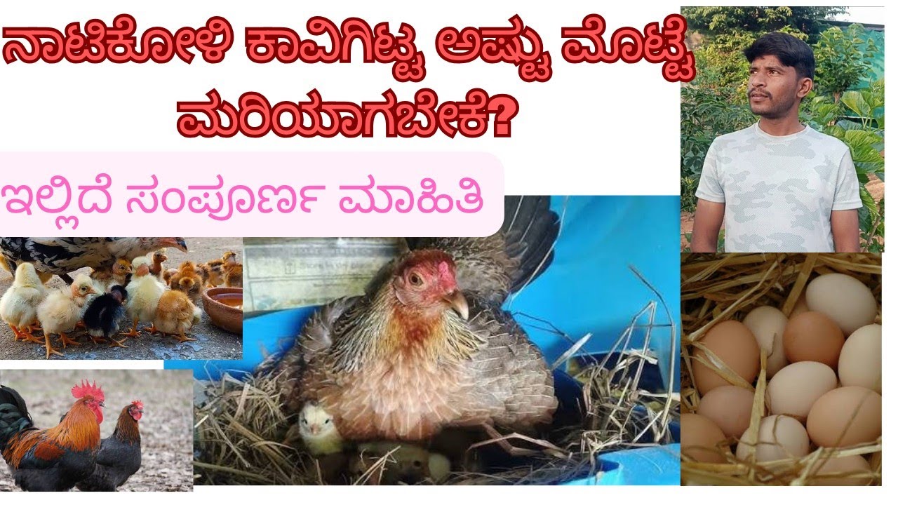 ನಾಟಿಕೋಳಿ ಕಾವಿಗೆ ಕೂರಿಸಿ ಸಂಪೂರ್ಣ ಮರಿ ಮಾಡಿಸುವ ವಿಧಾನ.#ನಾಟಿಕೋಳಿ #poultryfarming #poultry #organicfarming 