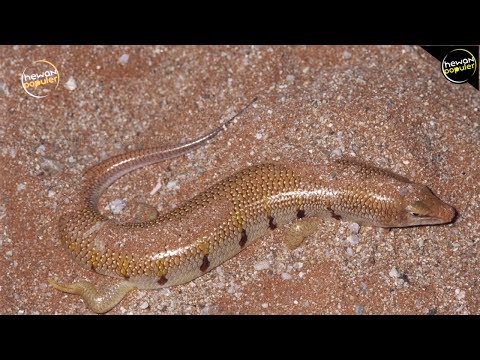 10 Hewan Tangguh Yang Hidup Di Gurun Pasir