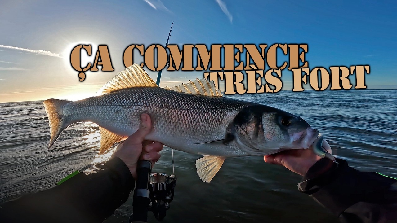 LES GROS BARS SONT DÉJÀ ARRIVÉS ???  🐟